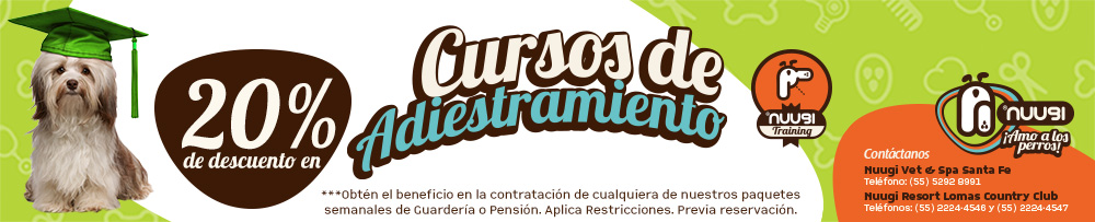 dog training course
