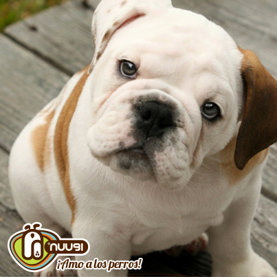 Bulldog inglés