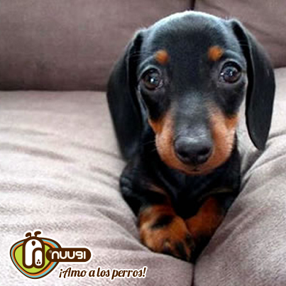 Perro Salchicha Dachshund Perro Salchicha Dachshund
