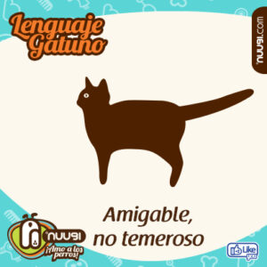 Lenguaje corporal en gatos