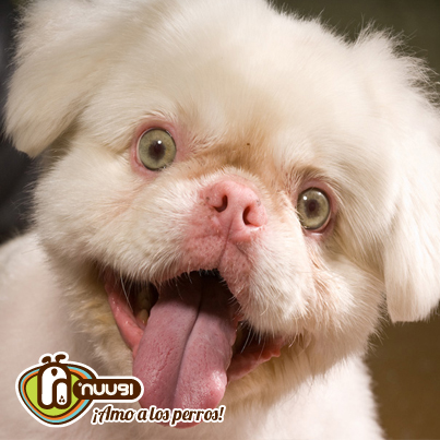 Perro Albino
