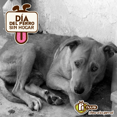 Día del Perro sin Hogar