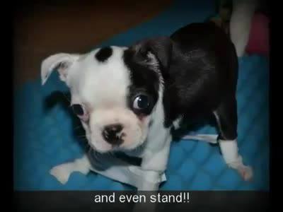 Mick el perro